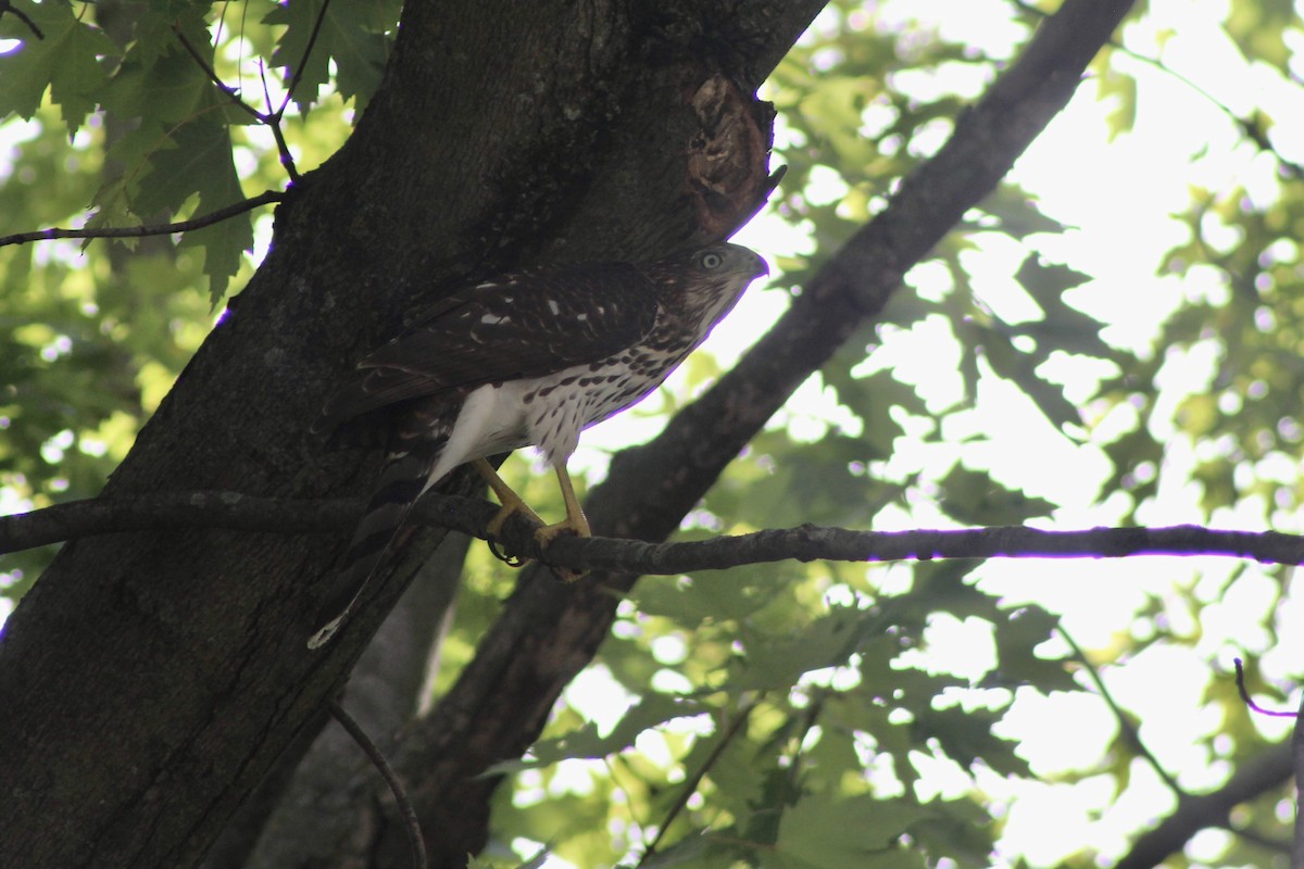 Cooper's Hawk - ML641296327