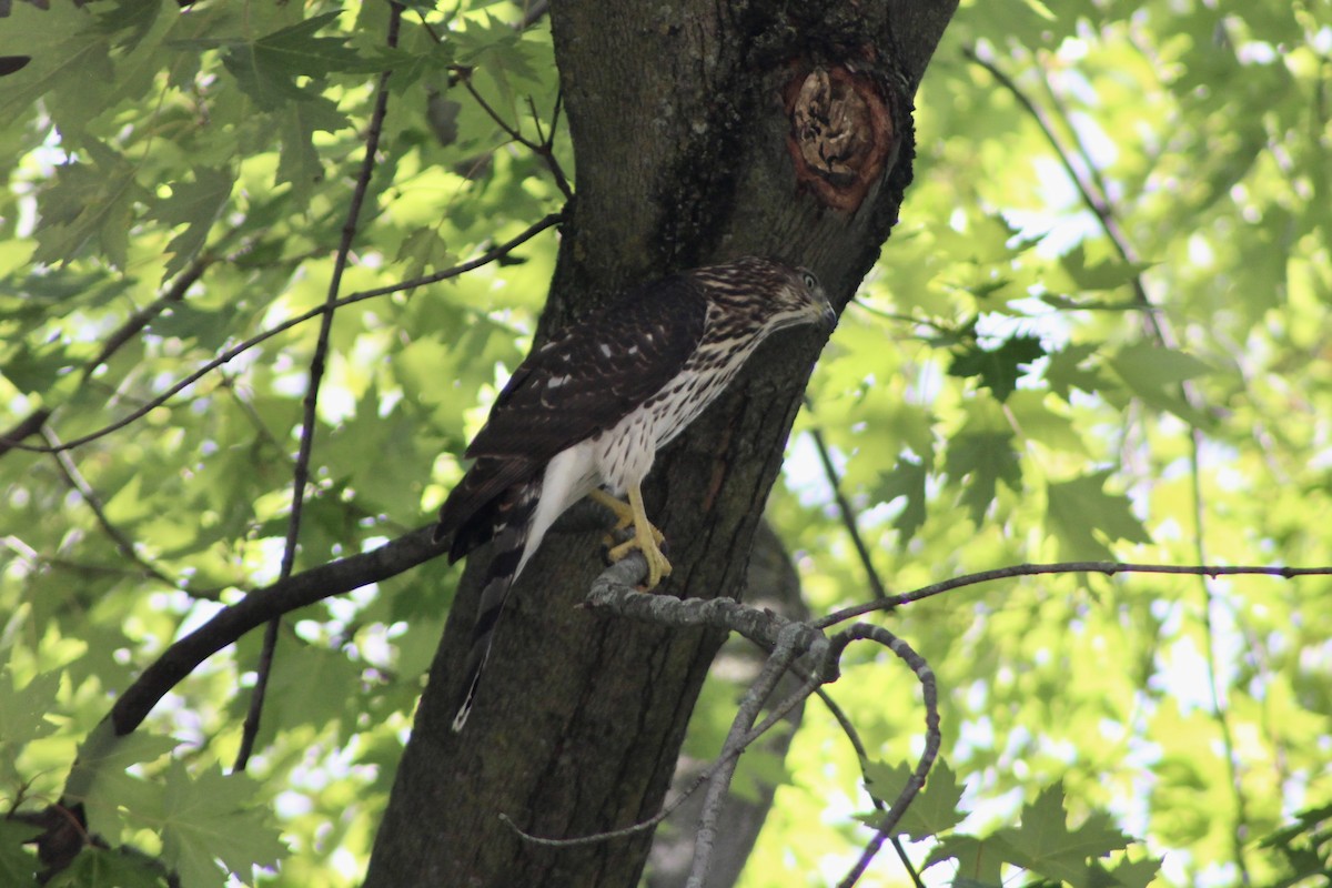 Cooper's Hawk - ML641296328