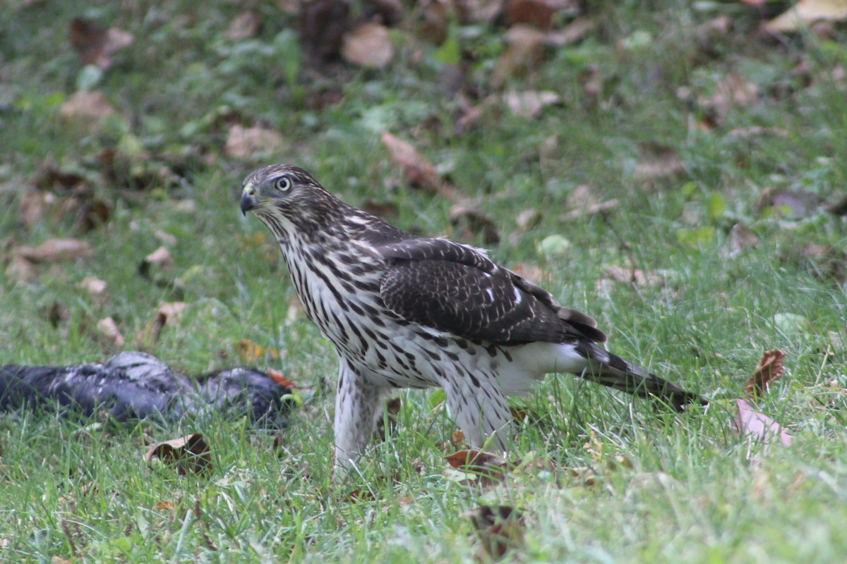 Cooper's Hawk - ML641296329