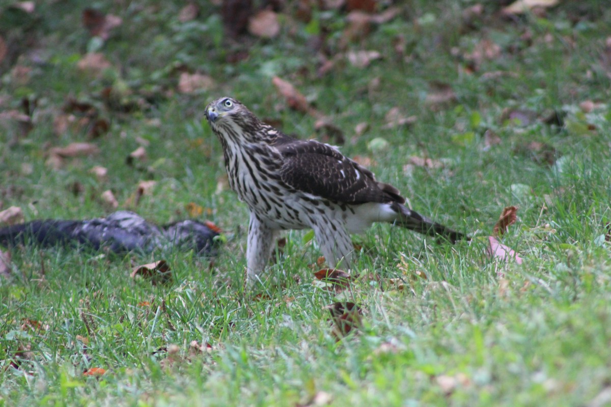 Cooper's Hawk - ML641296330