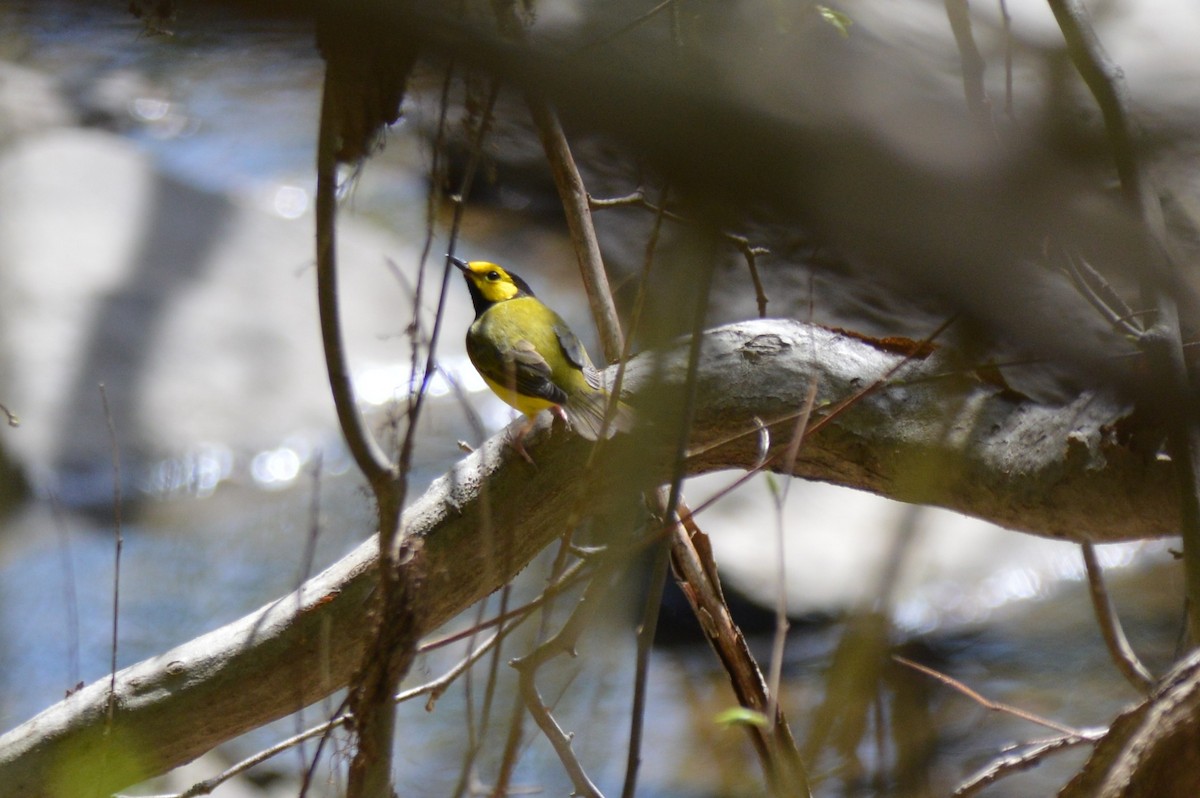 Hooded Warbler - ML641296341
