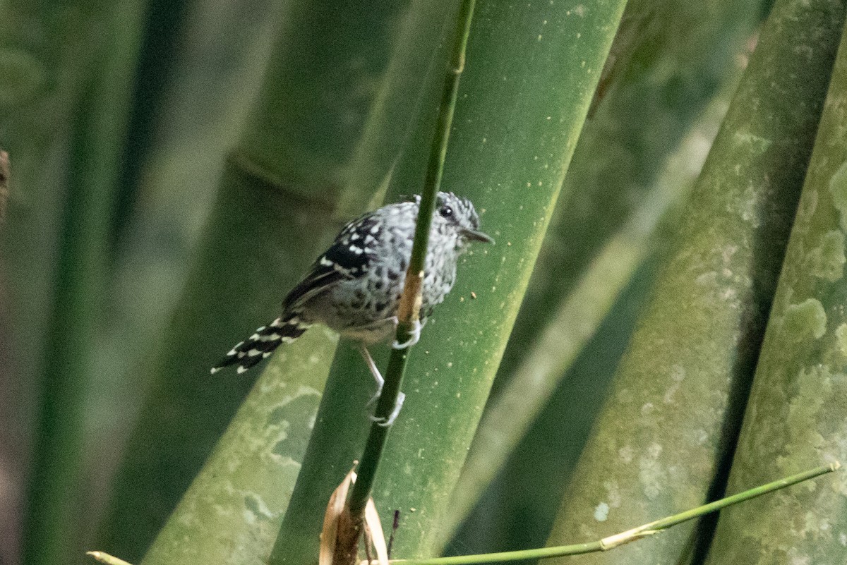 Scaled Antbird - ML641296375