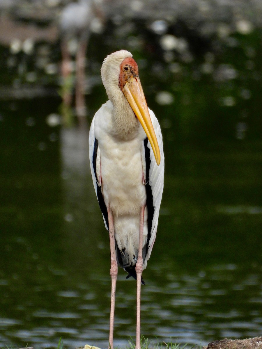 malaystork - ML641296394