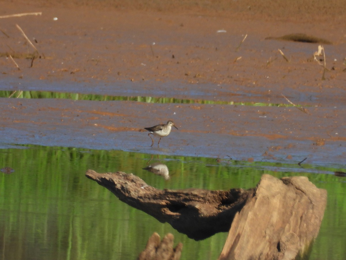 Solitary Sandpiper - ML641296400