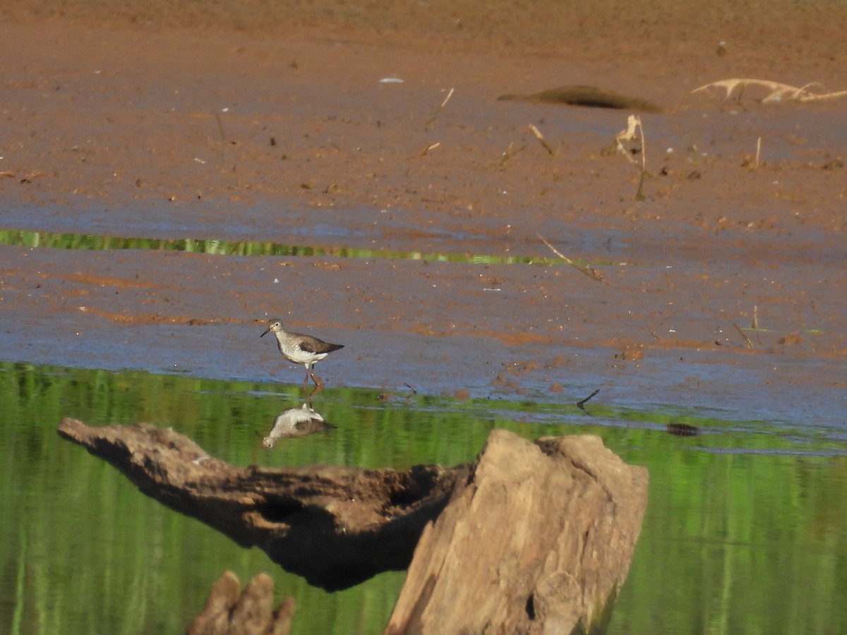 Solitary Sandpiper - ML641296406