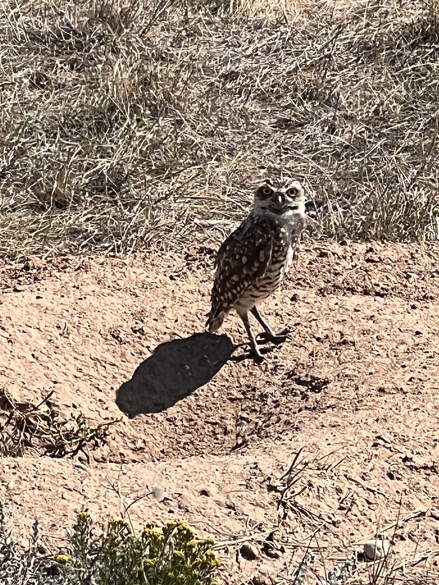 Burrowing Owl - ML641296407