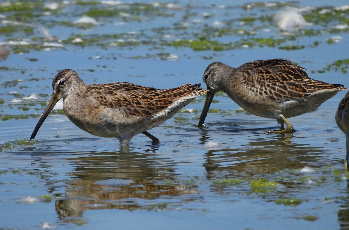 kortnebbekkasinsnipe - ML641296433