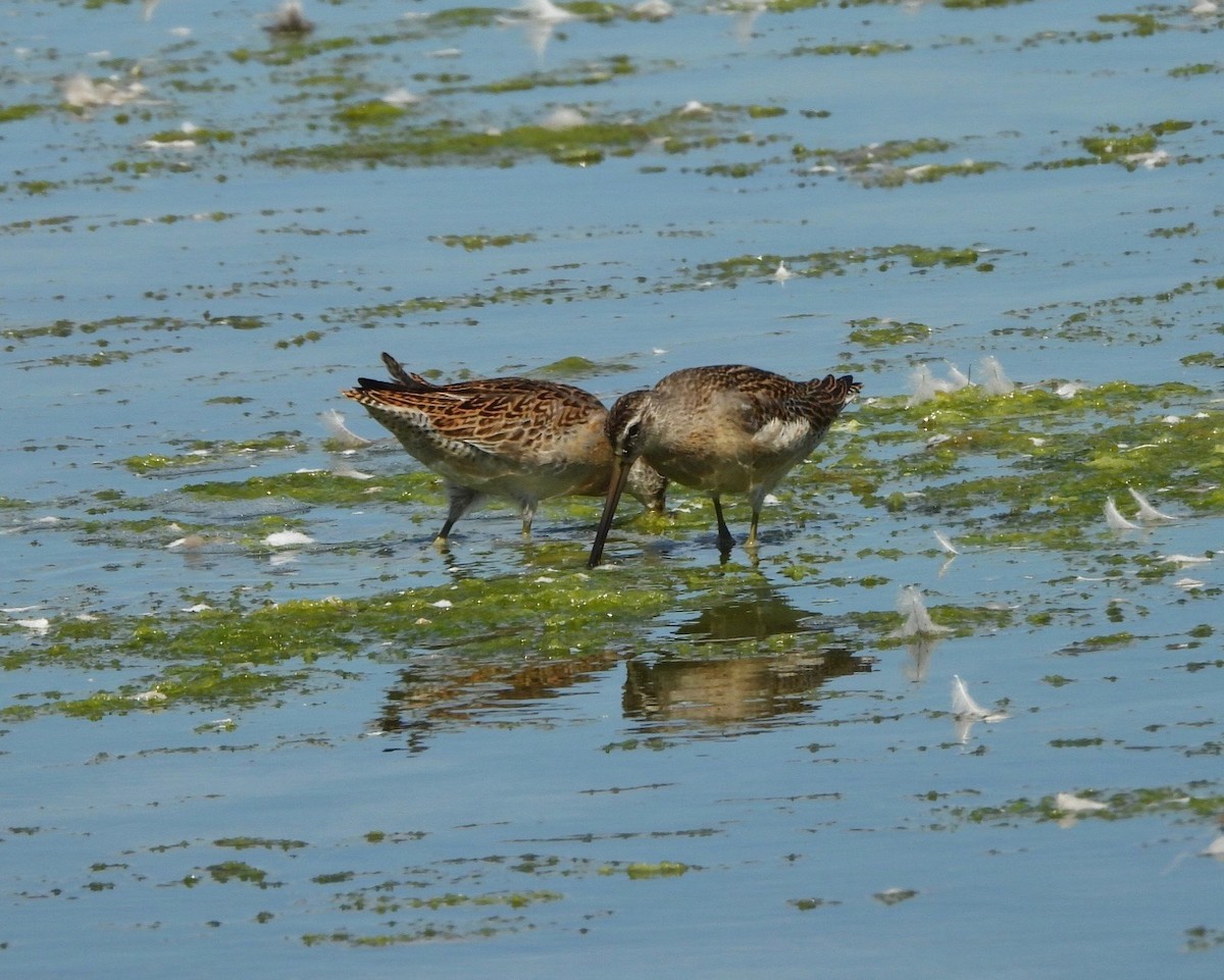 kortnebbekkasinsnipe - ML641296434