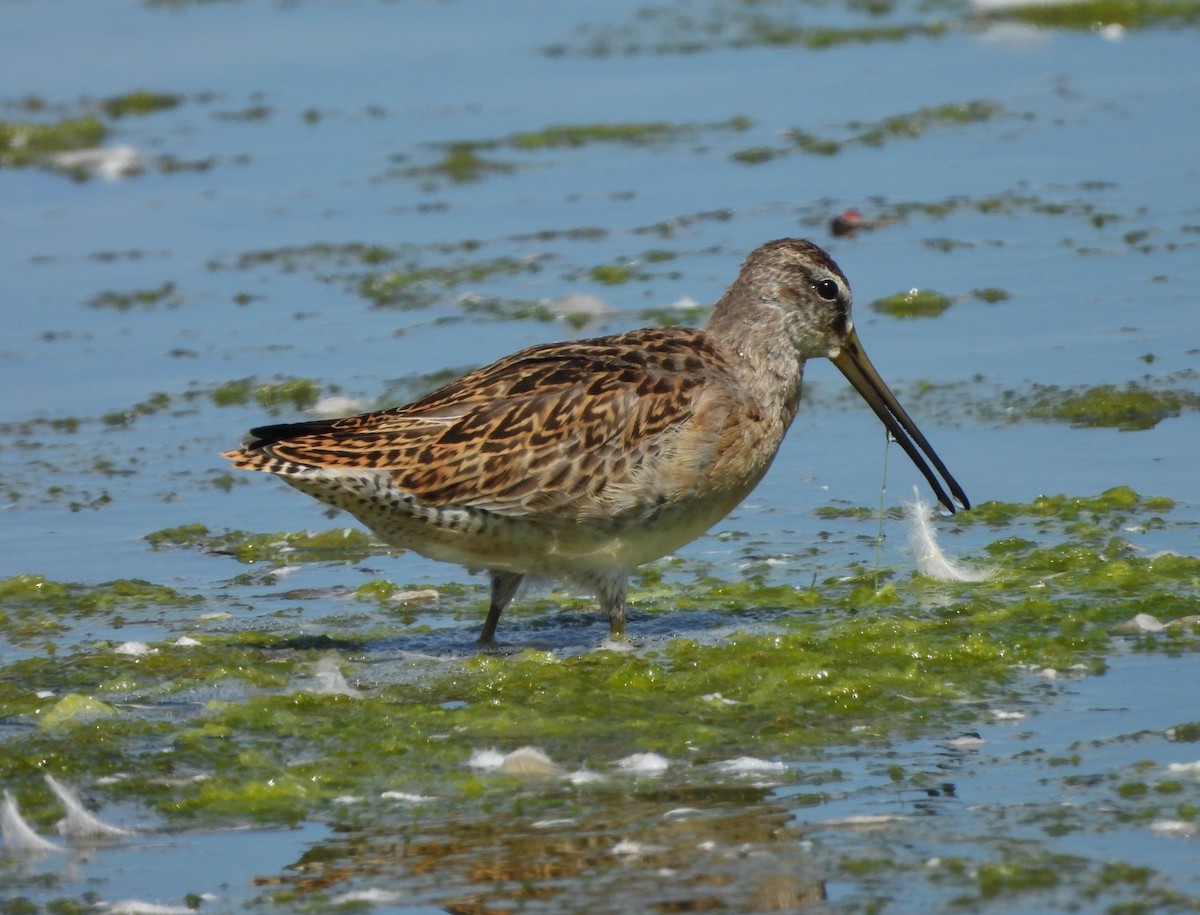 kortnebbekkasinsnipe - ML641296435