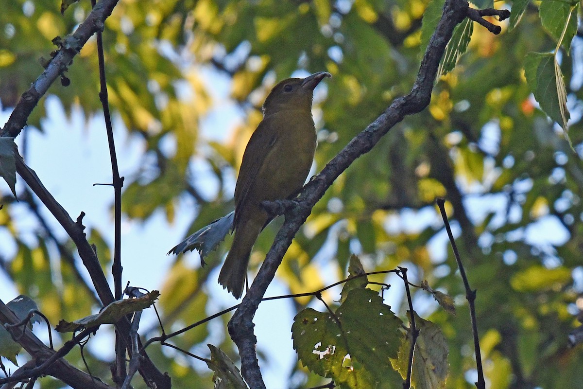 sommerpiranga - ML641296520