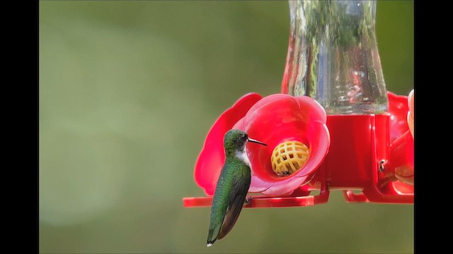 Ruby-throated Hummingbird - ML641296524