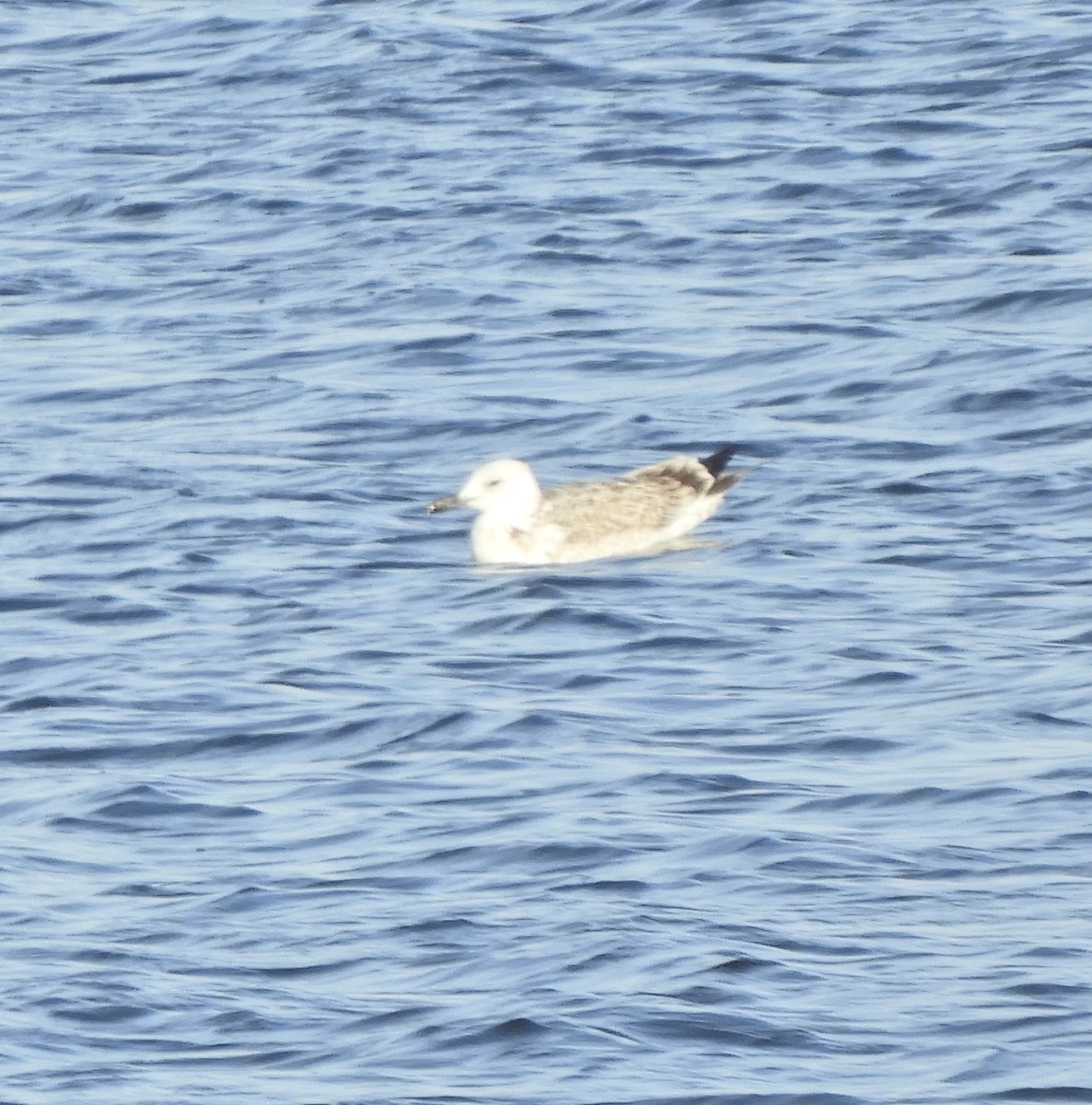 Caspian Gull - ML641296543