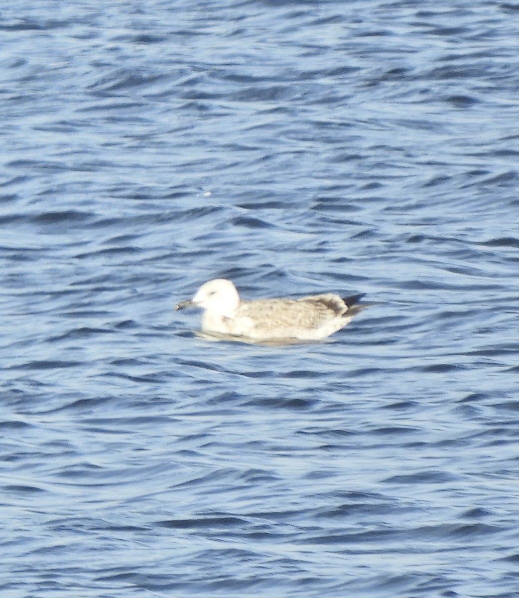 Caspian Gull - ML641296544
