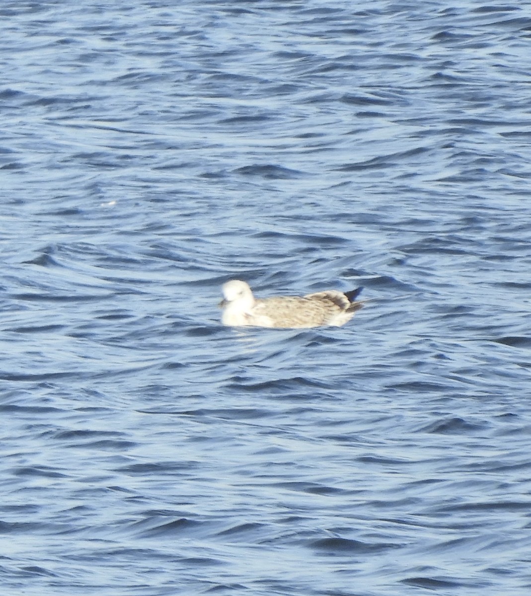 Caspian Gull - ML641296545