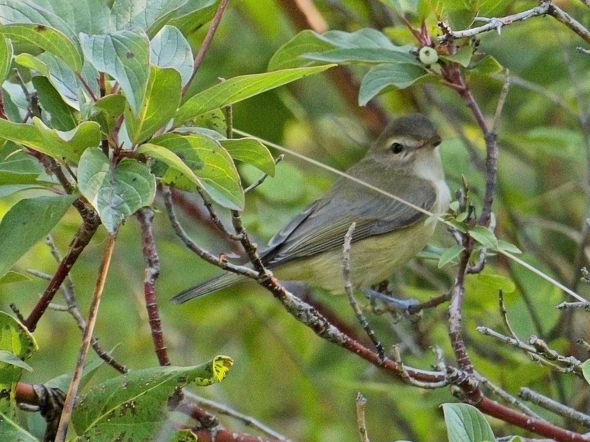 Eastern/Western Warbling Vireo - ML641296546