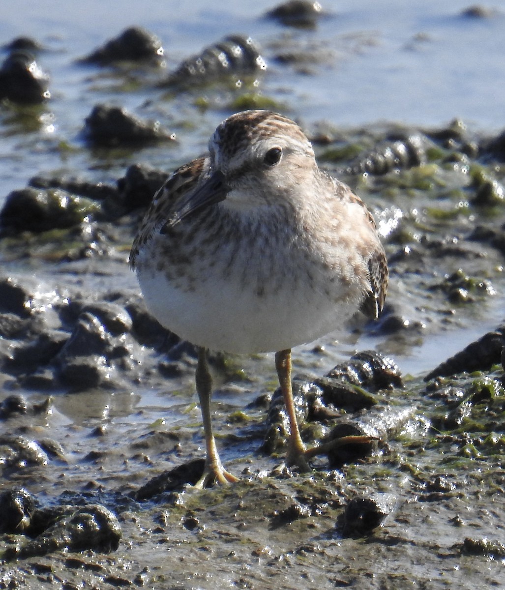 Least Sandpiper - ML641296549
