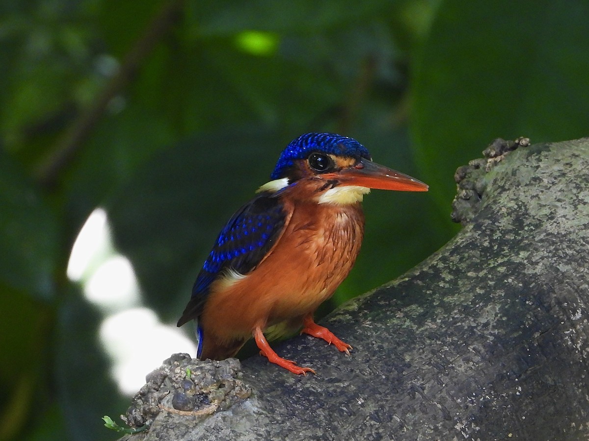 Blue-eared Kingfisher - ML641296556