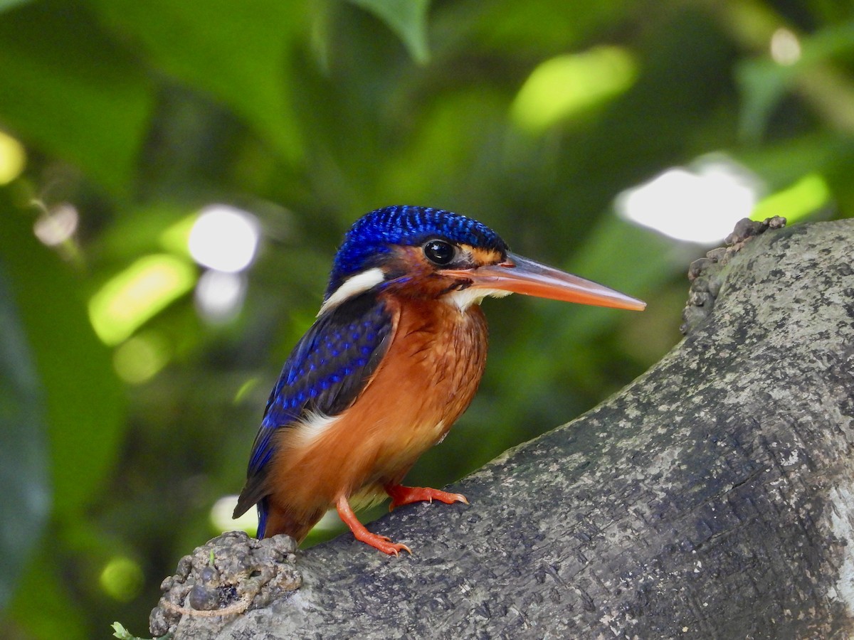 Blue-eared Kingfisher - ML641296557