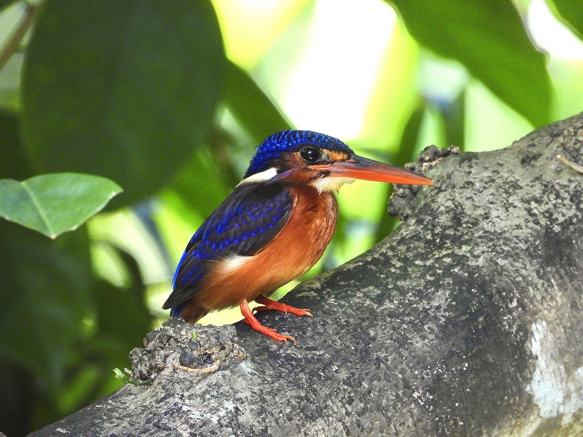 Blue-eared Kingfisher - ML641296558