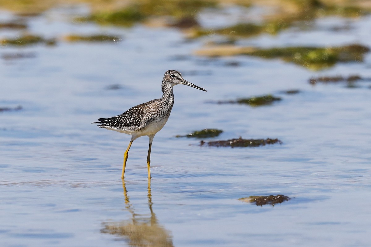 Greater Yellowlegs - ML641296567