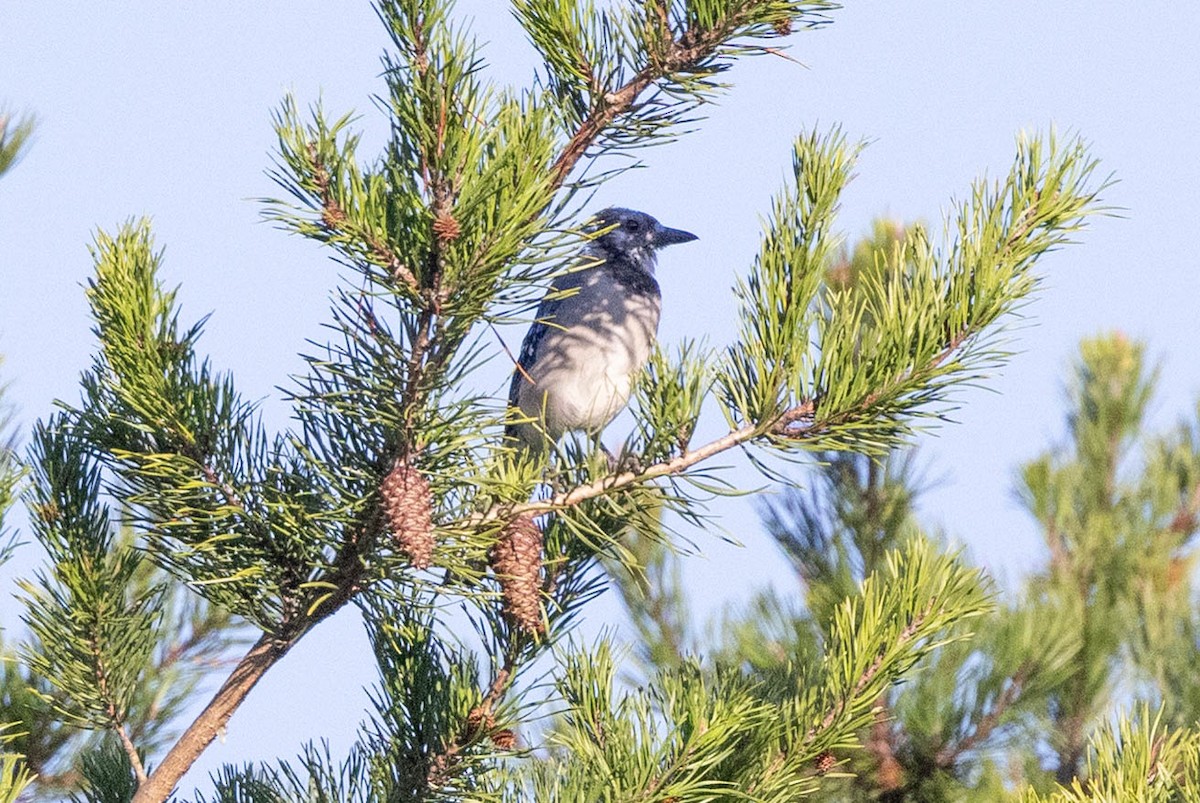 Blue Jay - ML641296570