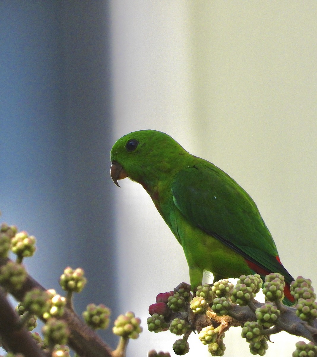 Blue-crowned Hanging-Parrot - ML641296571