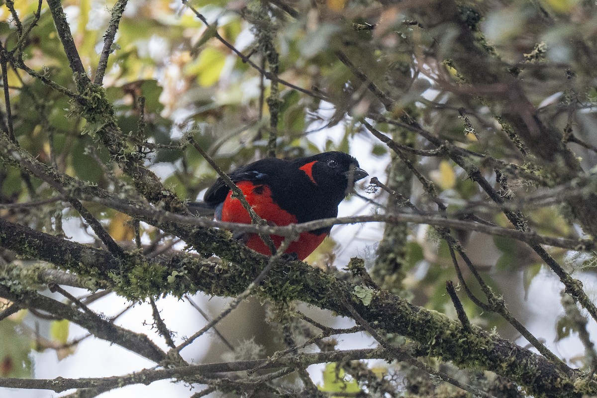 Scarlet-bellied Mountain Tanager - ML641296573