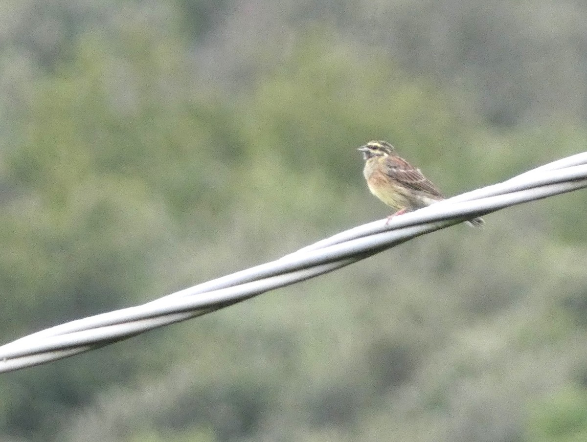 Cirl Bunting - ML641296574