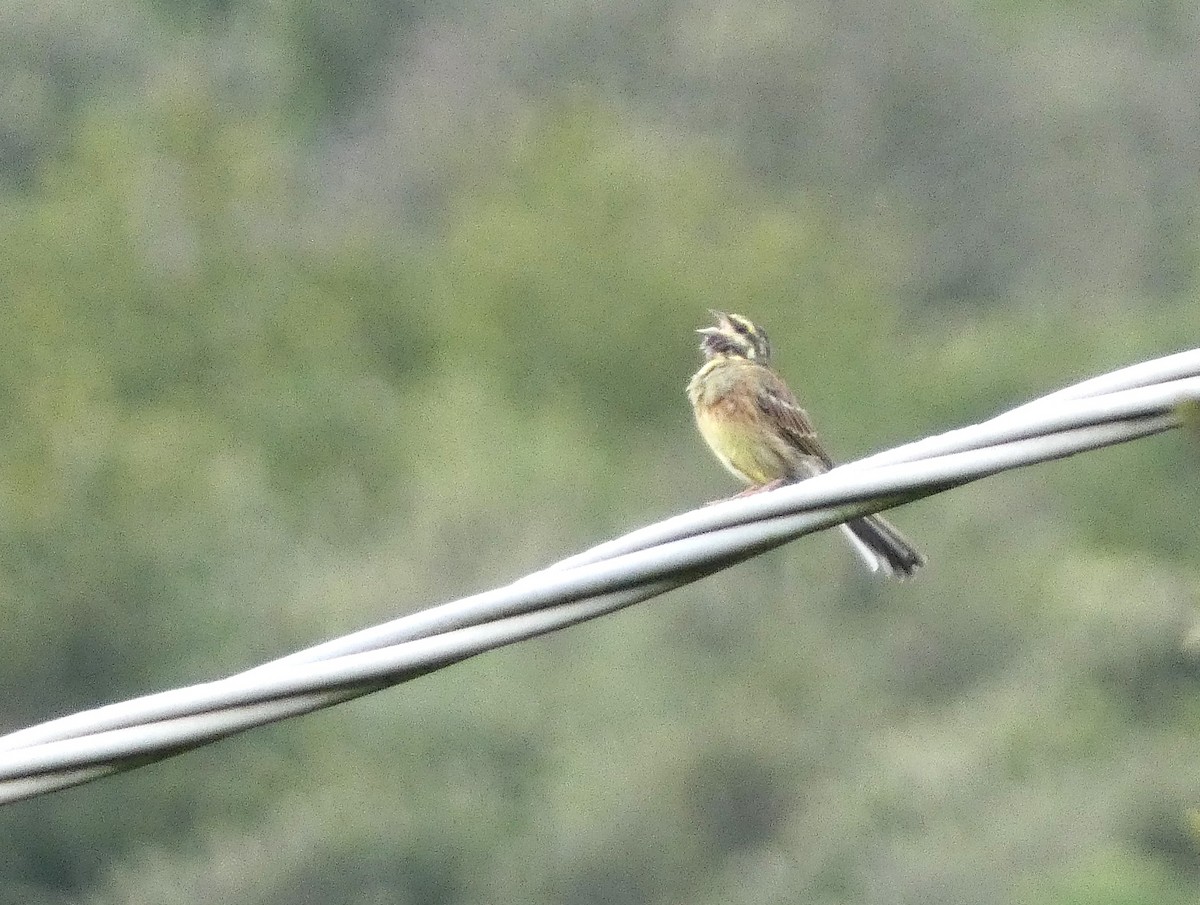 Cirl Bunting - ML641296575