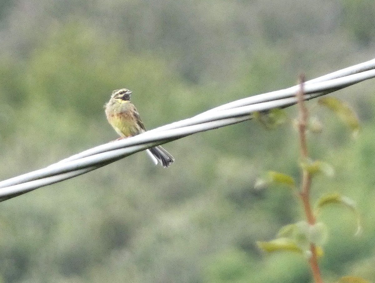Cirl Bunting - ML641296577