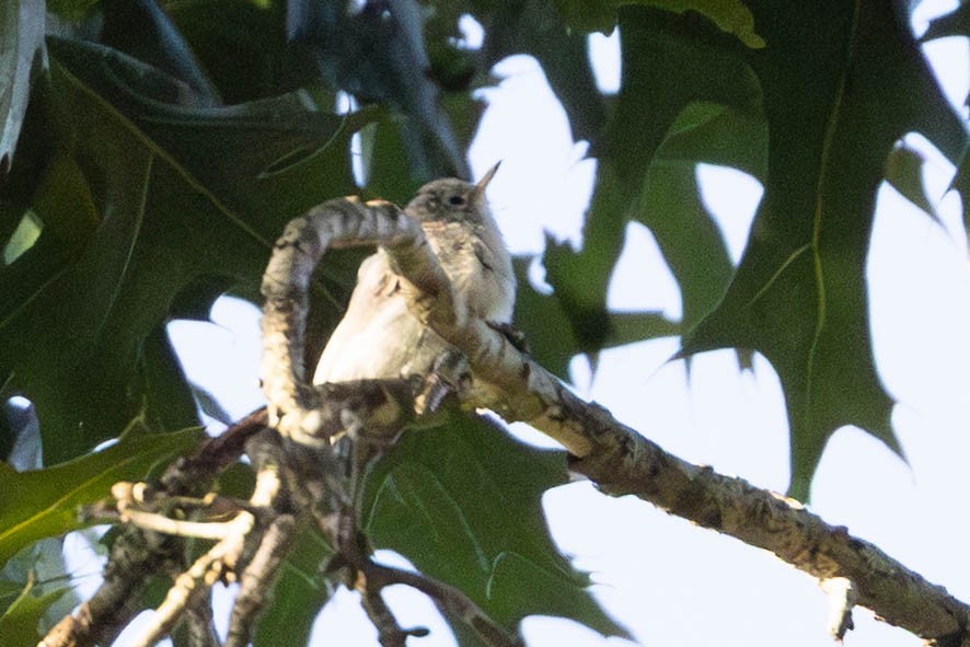 Blue-gray Gnatcatcher - ML641296581