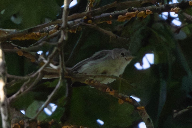 Blue-gray Gnatcatcher - ML641296582