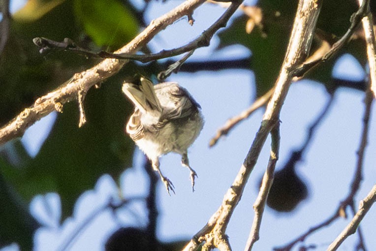 Blue-gray Gnatcatcher - ML641296583