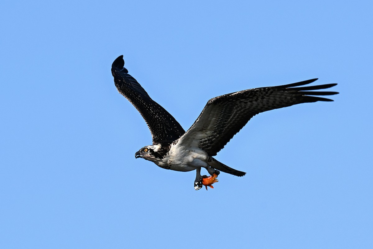 魚鷹 - ML641296591