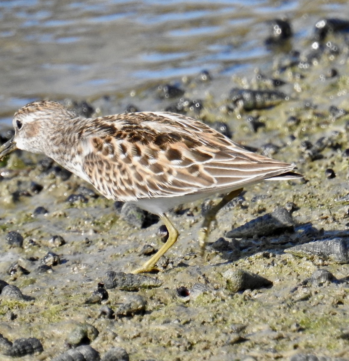 Least Sandpiper - ML641296592