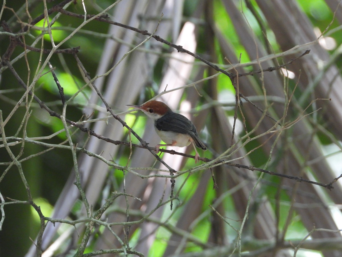 Rufous-tailed Tailorbird - ML641296594