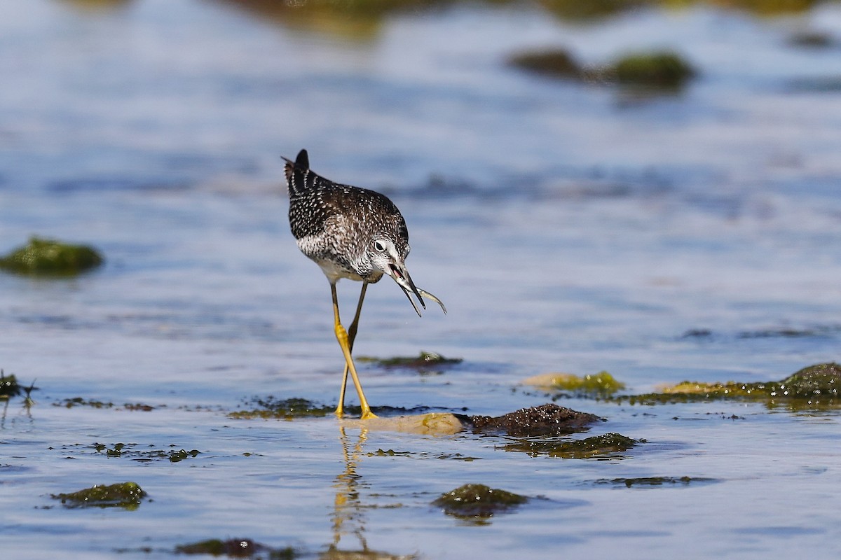 Greater Yellowlegs - ML641296598