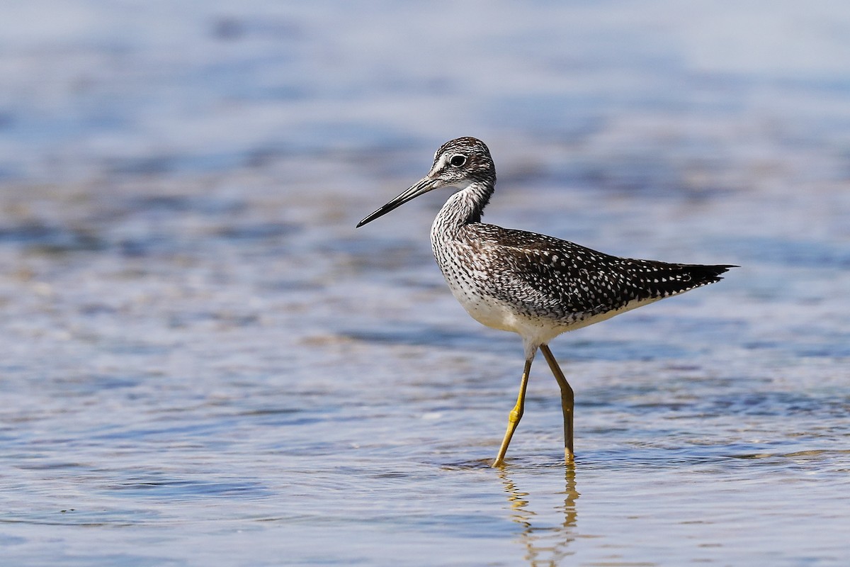 Greater Yellowlegs - ML641296599