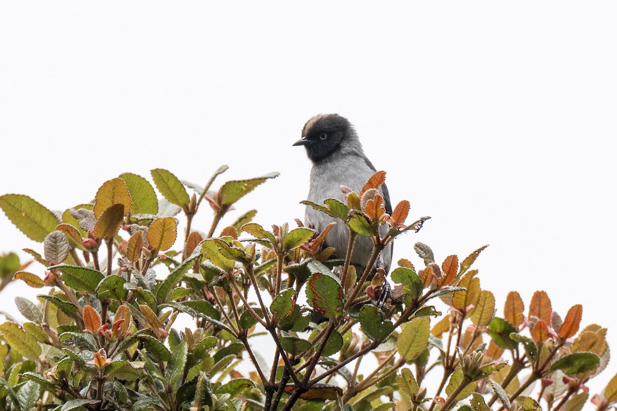 Black-headed Hemispingus - ML641296600