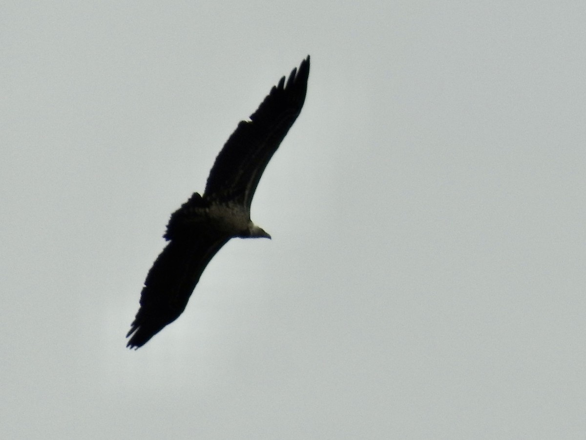 Rüppell's Griffon - ML641296601