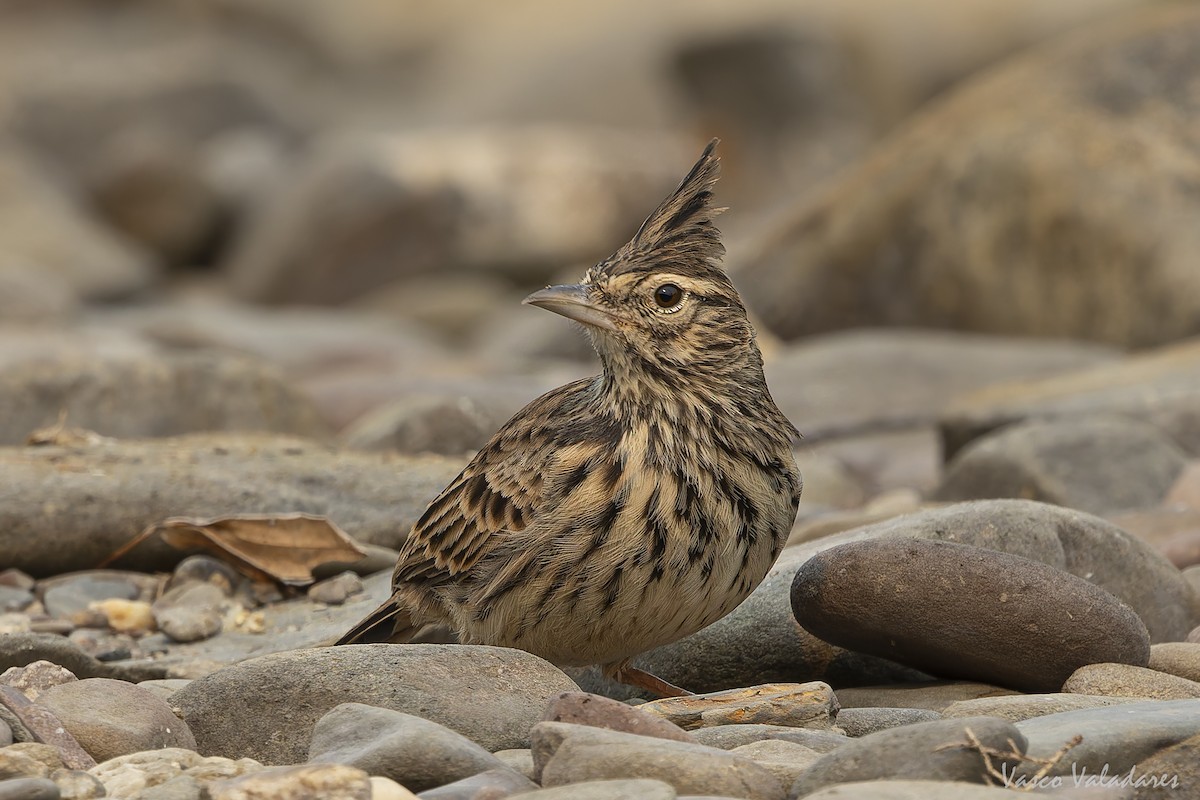 Thekla's Lark - ML641296604