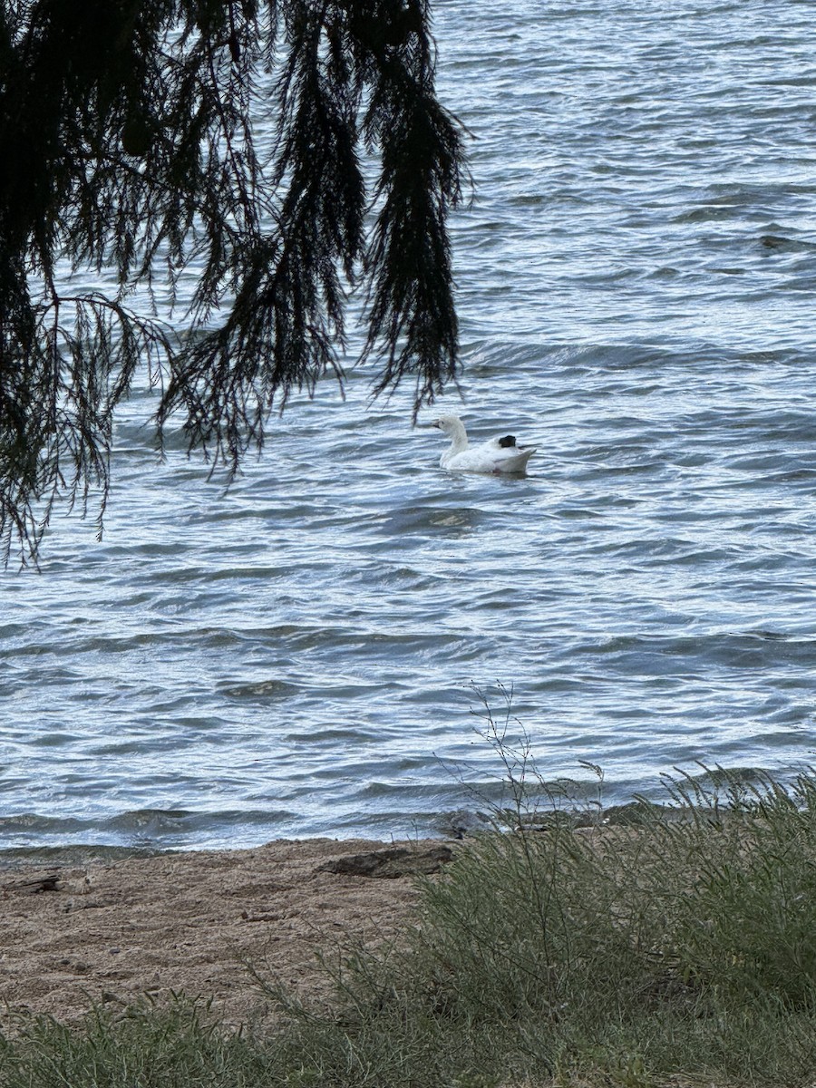 Snow Goose - ML641296662