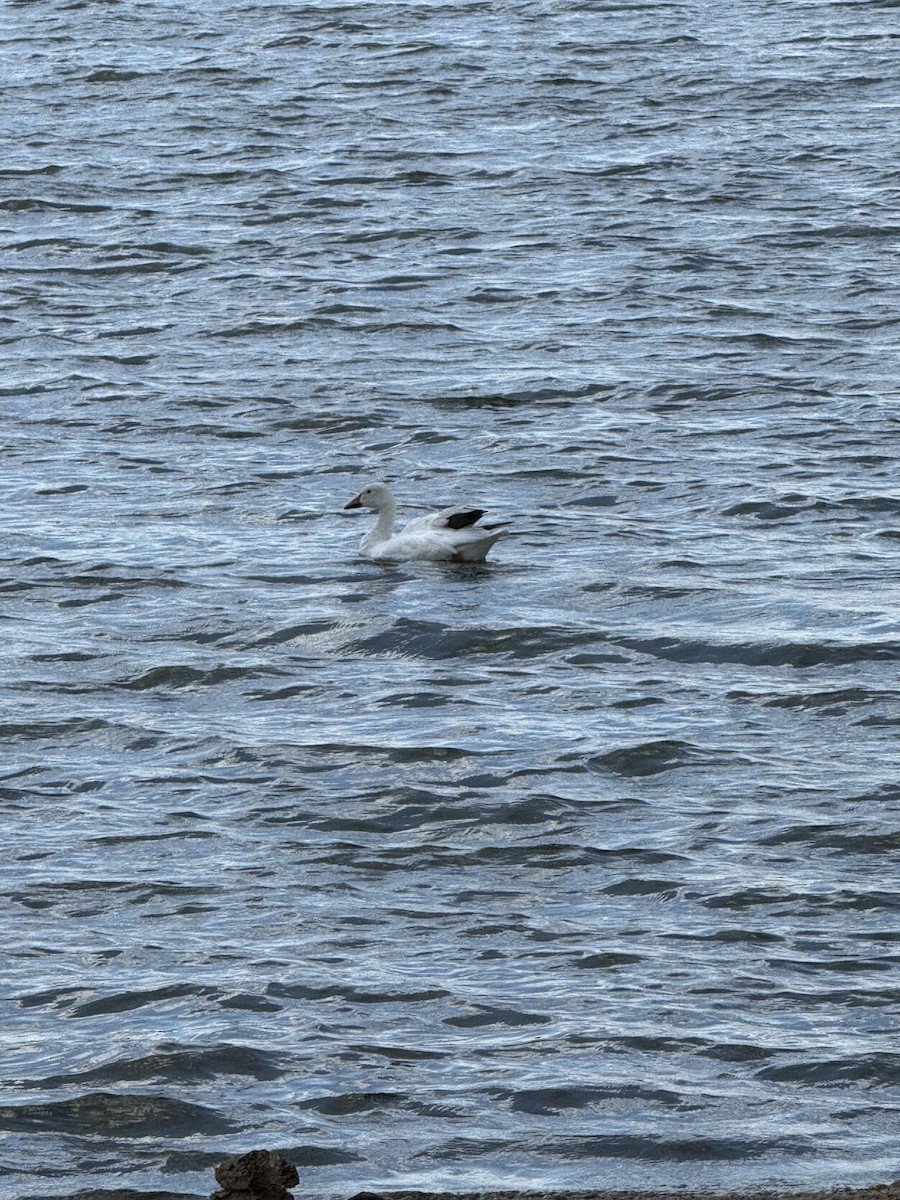 Snow Goose - ML641296664