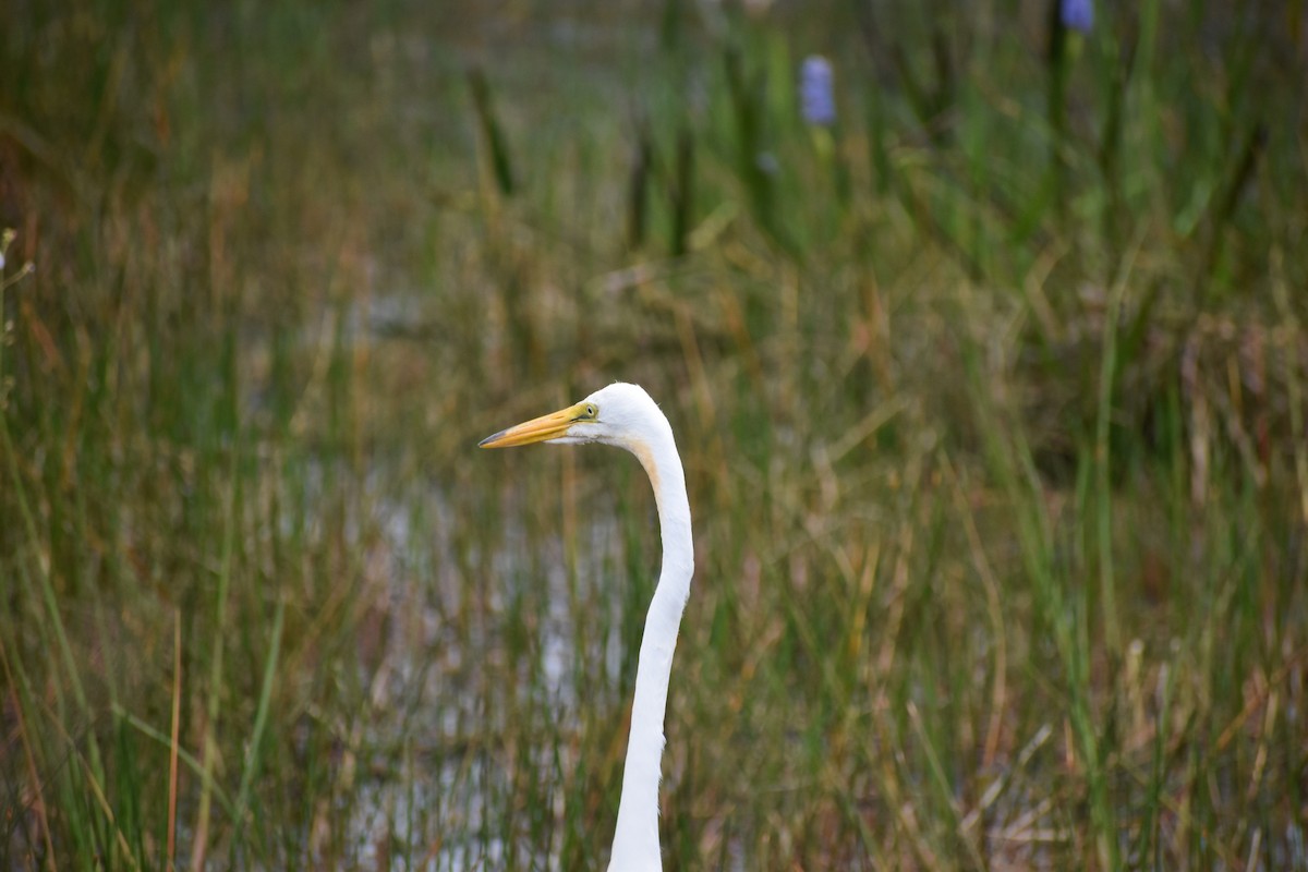 egretthegre - ML641296762