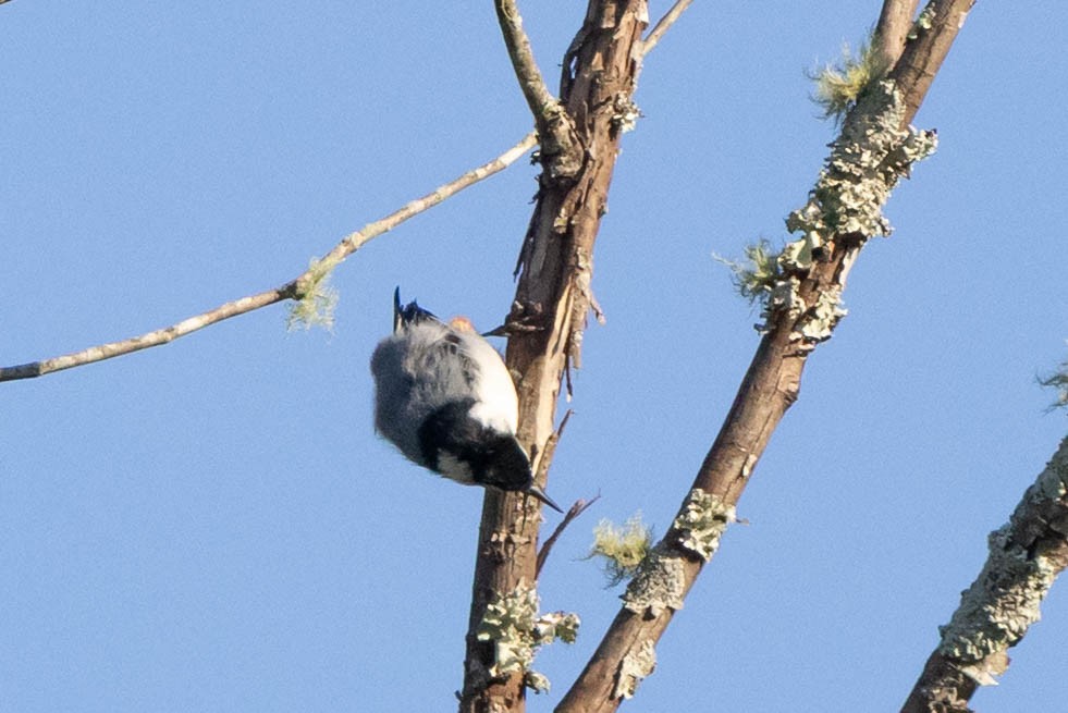 hvitbrystspettmeis (carolinensis) - ML641296801