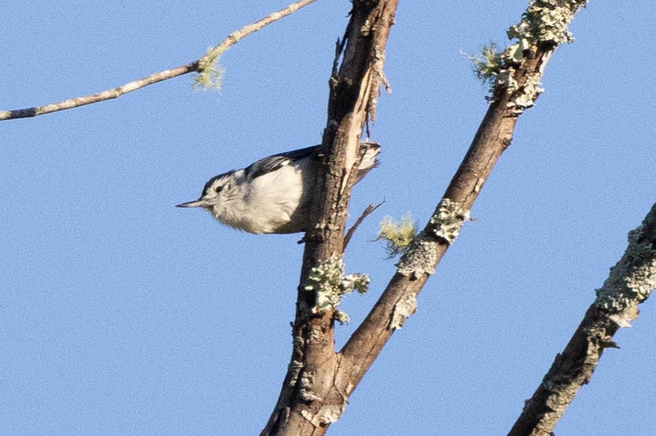 hvitbrystspettmeis (carolinensis) - ML641296803