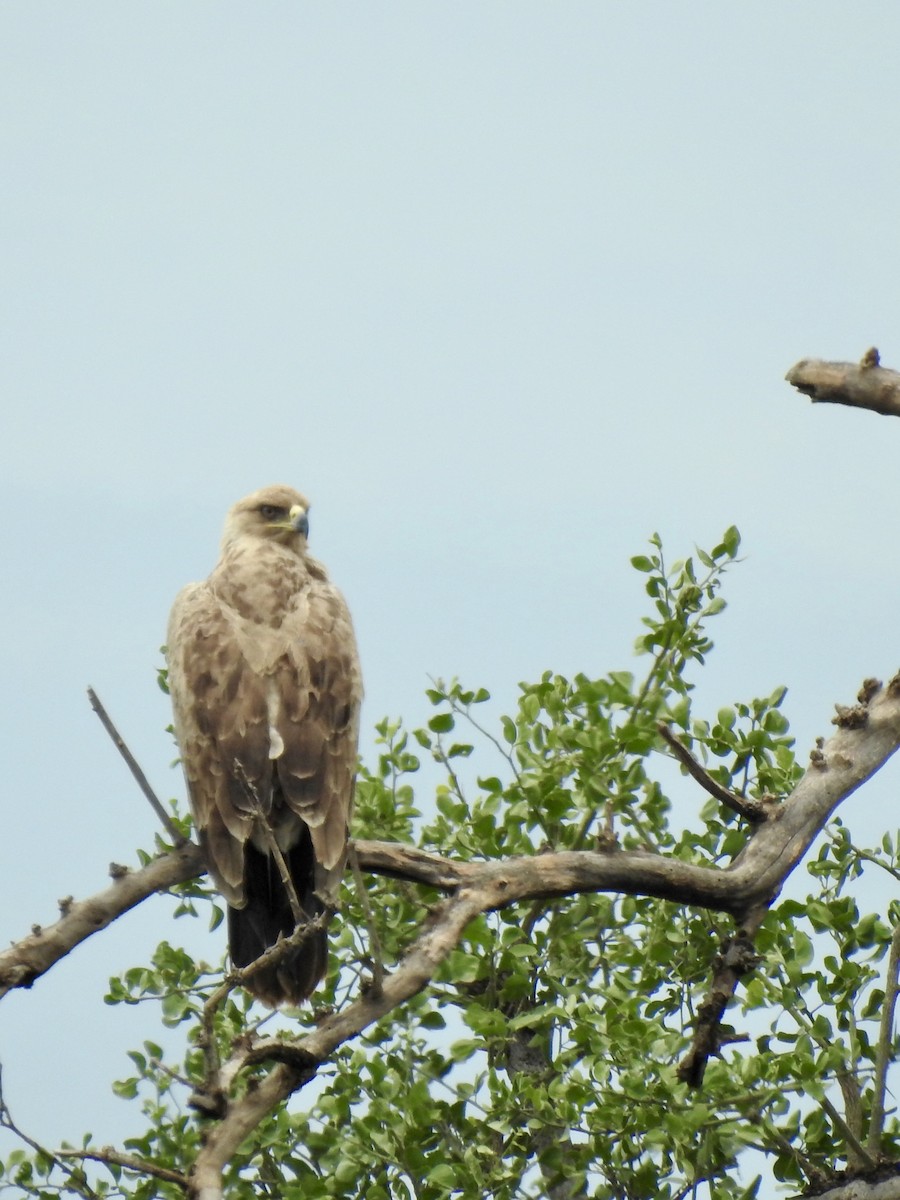 Tawny Eagle - ML641296830
