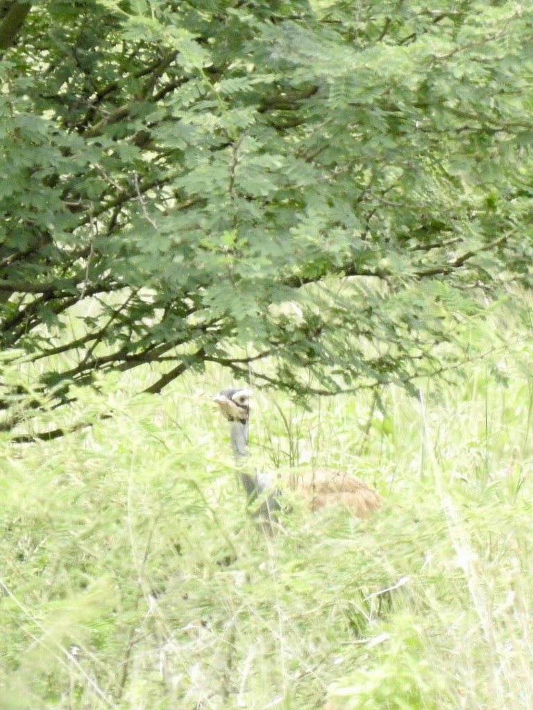 White-bellied Bustard - ML641296847
