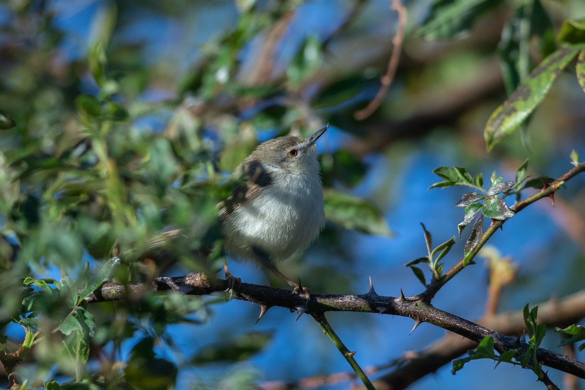 Gray-breasted Prinia - ML641296848