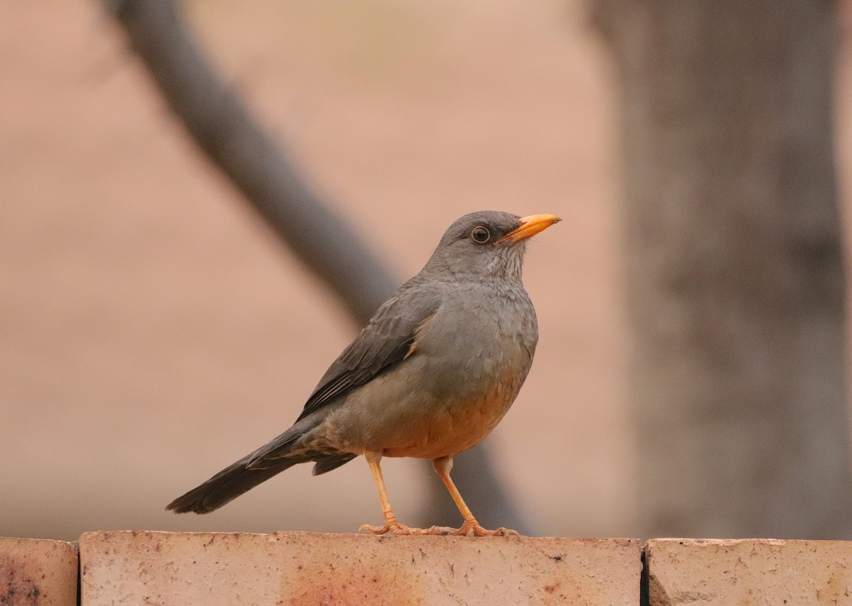 Karoo Thrush - ML641296850